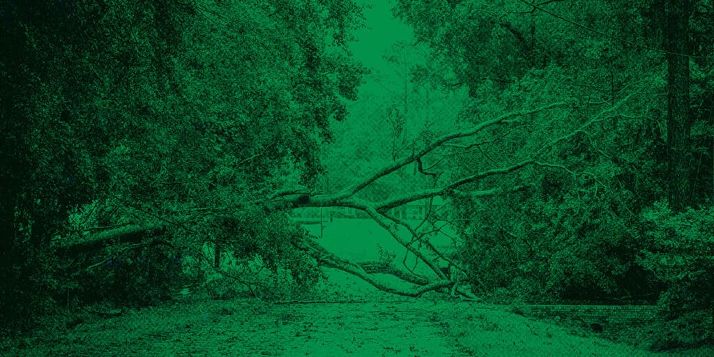 A fallen tree blocking a forested roadway after a storm, symbolizing the disruption and damage caused by hurricanes and natural disasters.