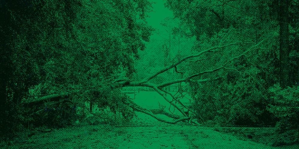 A fallen tree blocking a forested roadway after a storm, symbolizing the disruption and damage caused by hurricanes and natural disasters.
